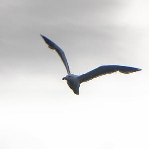 Great Black-backed Gull