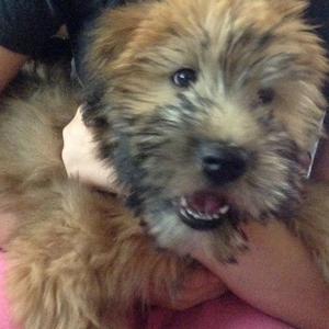 Irish Soft-Coated Wheaten Terrier