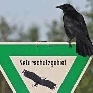 Carrion Crow