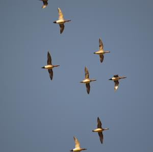 Eurasian Wigeon