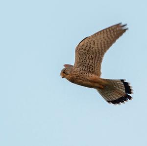 Common Kestrel