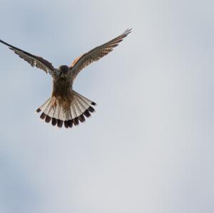 Common Kestrel