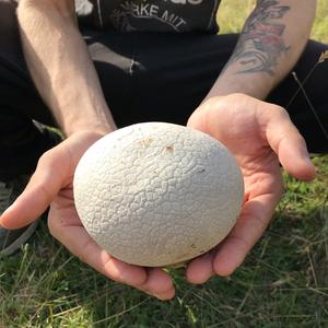 Giant Puffball