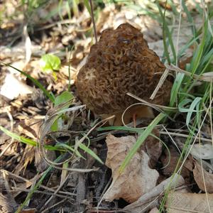 Black Morel