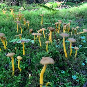 Trumpet Chanterelle