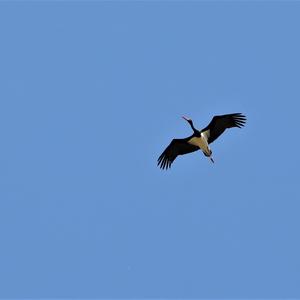 Black Stork