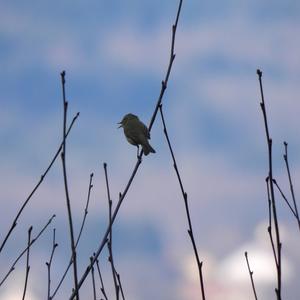 Willow Warbler