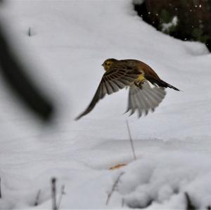 Yellowhammer