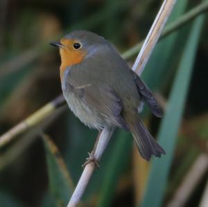 European Robin