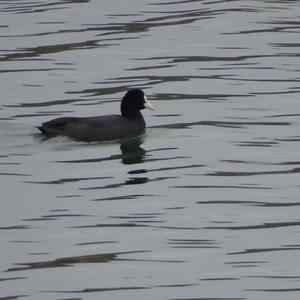 Common Coot