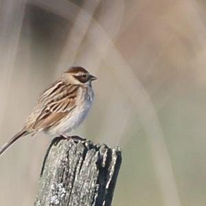 Reed Bunting