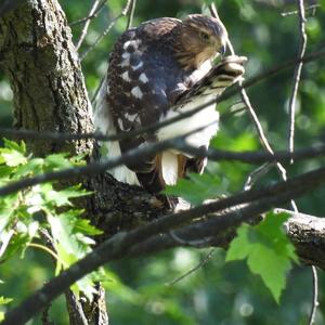 Cooper's Hawk