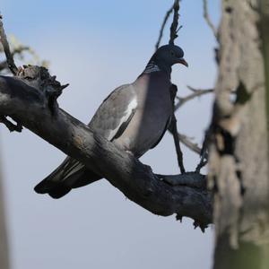 Common Wood-pigeon