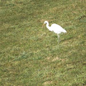 Great Egret