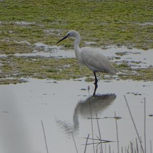 Great Egret