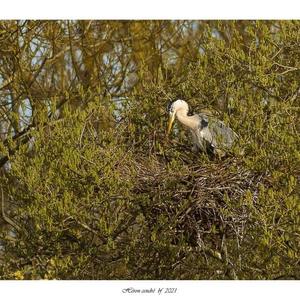 Grey Heron