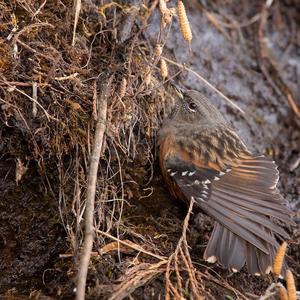 Alpine Accentor