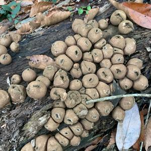 Stump Puffball