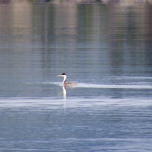 Western Grebe