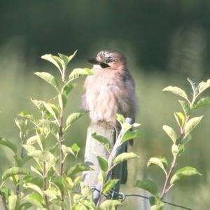 Eurasian Jay