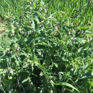 Comfrey (Common)