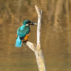 Common Kingfisher