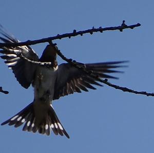 Barn Swallow