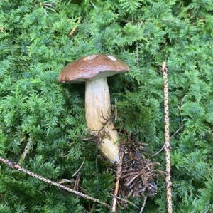 Bay Bolete