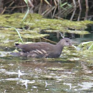 Common Moorhen