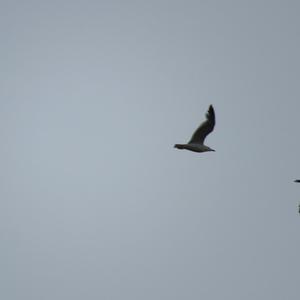 Yellow-legged Gull