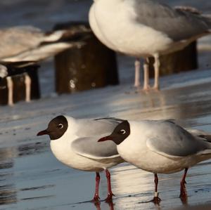 Black-headed Gull