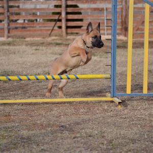 Belgian Malinois