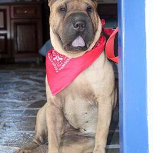 Chinese Shar-Pei