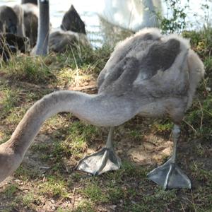 Mute Swan