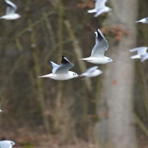 Black-headed Gull