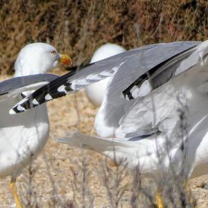 Yellow-legged Gull