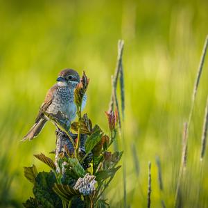 Red-backed Shrike