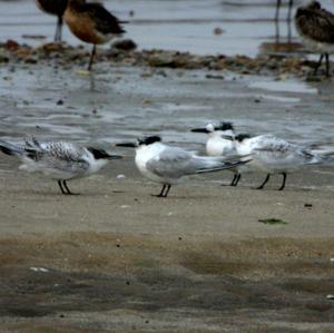 Sandwich Tern