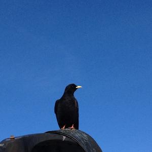 Yellow-billed Chough