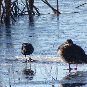 Common Moorhen