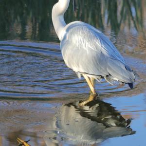 Grey Heron