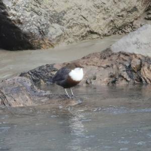 White-throated Dipper