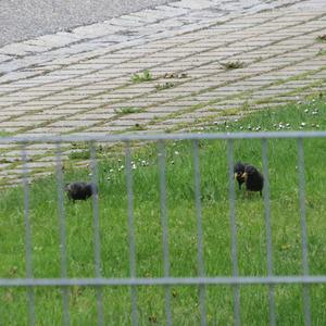 Common Starling