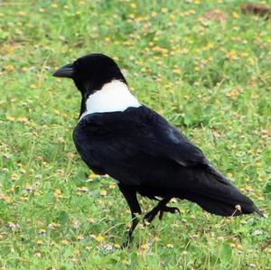 White-necked Raven