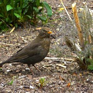 Eurasian Blackbird