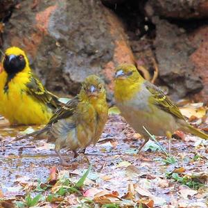 Village Weaver