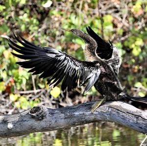 Anhinga