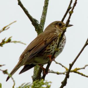 Song Thrush