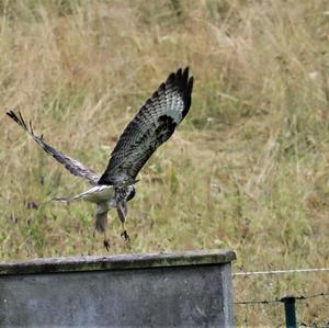 Common Buzzard