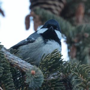 Coal Tit